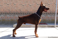 Don Kagjust Eliazar, 18 m.o.
